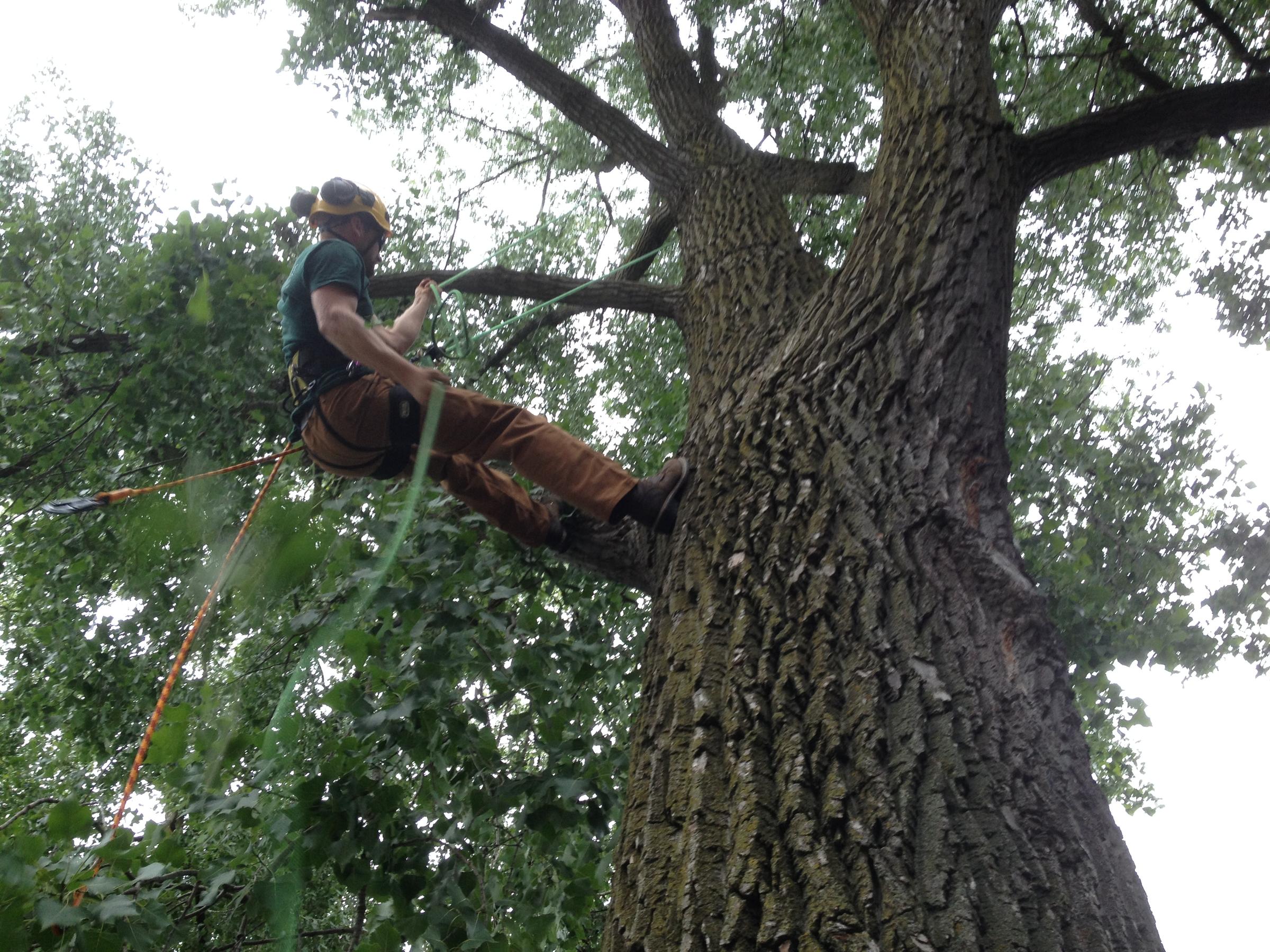 The world of competitive tree climbing: Annual Michigan Tree Climbing ...