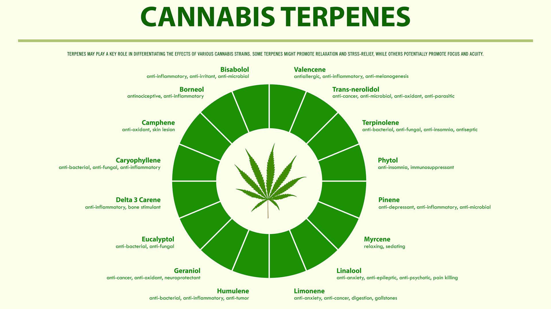 Terpenes: The Essential Oil Of Cannabis, Determine Flavor And Aroma Of ...