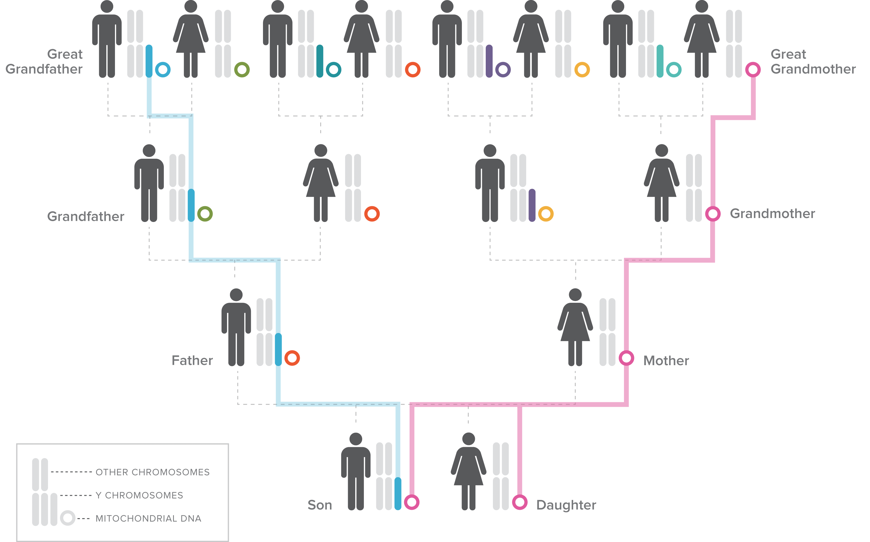 The Emerging Field Of Forensic Genetic Genealogy: Solving Crimes Using ...