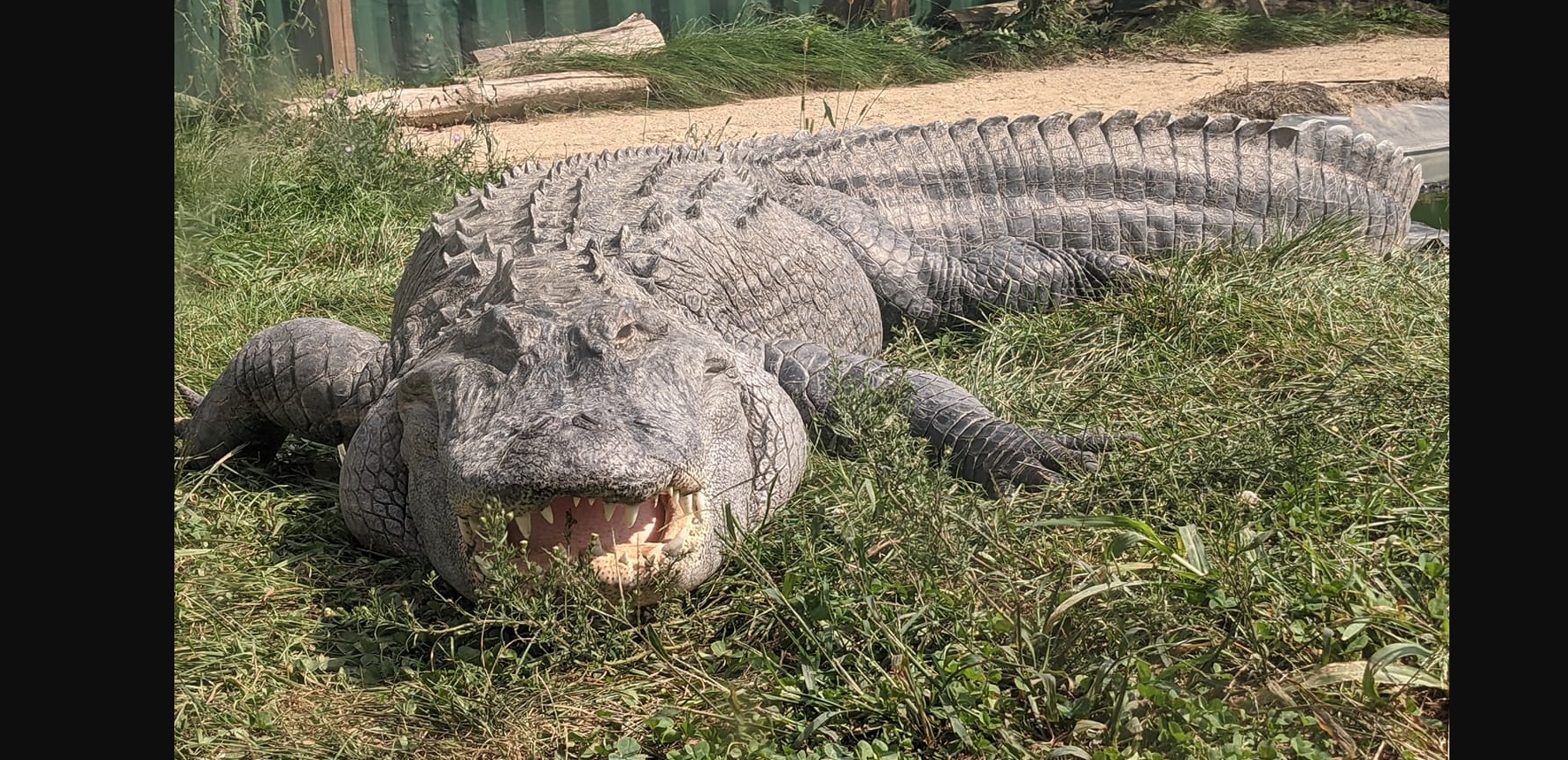 Critchlow Alligator Sanctuary (Athens Archives - JobbieCrew.com