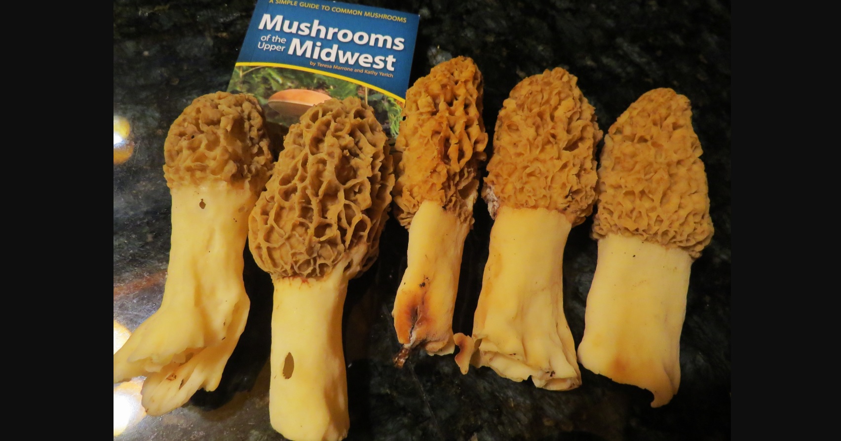 65th annual Mesick Mushroom Festival (May 1012, 2024)