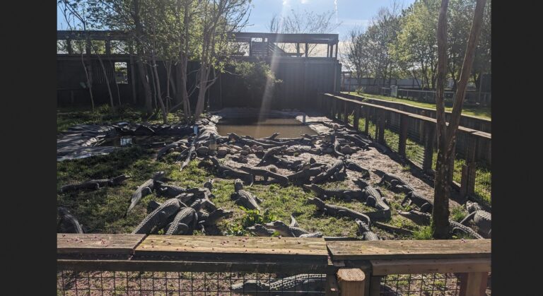 Spring release of the alligators @ Critchlow Alligator Sanctuary (Sat. April 25, 2026) Athens, Michigan