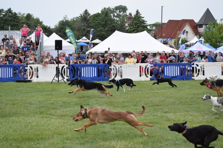 Frankenmuth Dog Bowl (May 23-24, 2026) world’s largest Olympic-style festival for dogs